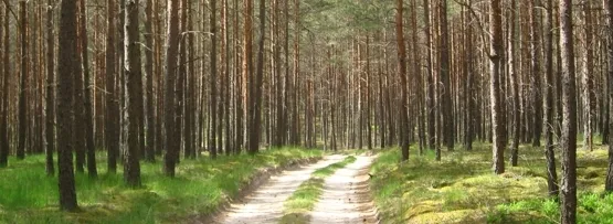 90% szlaków wiedzie drogami leśnymi, które niestety nie zawsze są przejezdne