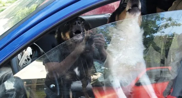 Pozostawienie psa w samochodzie w taki upał może się dla zwierzaka skończyć tragicznie, natomiast dla jego właściciela nawet więzieniem.