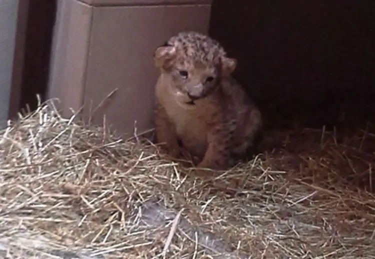 Mały Moco, pierwszy lew, który urodził się w gdańskim ZOO, przeżył tylko kilkanaście dni.