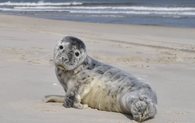 Młoda samica foki szarej, znaleziona w marcu na plaży w Kuźnicy. Wychudzone zwierzę zostało przetransportowane do ośrodka rehabilitacyjnego w Stacji Morskiej w Helu. 
