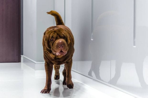 Większe psy na swoje ulubione miejsca często wybierają chłodną podłogę gdzieś w holu lub pod schodami.