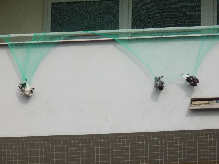 Gołębie zaplątane w siatkę, która zabezpiecza balkon. Po interwencji świadków sytuacji oraz urzędników została ona zdjęta. Poniżej widać prawidłowo zabezpieczony balkon, który nie zagraża życiu ptaków. 
