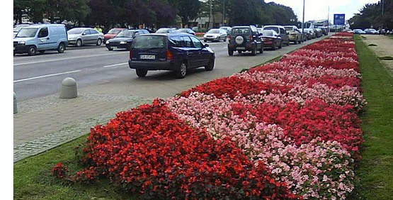 Nowa miejska ogrodnik uważa, że jeśli chodzi o zieleń w Gdyni, to nie jest źle. Ale w przyszłym roku ma być jeszcze więcej kwiatów