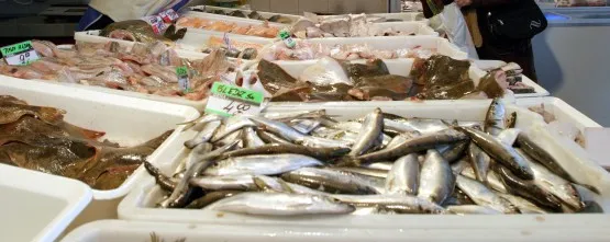 Bałtyckie ryby nie są trujące - mówią gdańscy naukowcy