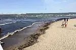 Glony na sopockiej plaży.
