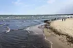 Glony na sopockiej plaży.