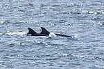 Wszystko wskazuje na to, że wakacje w Zatoce Gdańskiej zafundowała sobie para delfinów butlonosych.