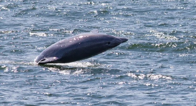 Delfin butlonosy sfotografowany w Bałtyku przez litewskiego naukowca.