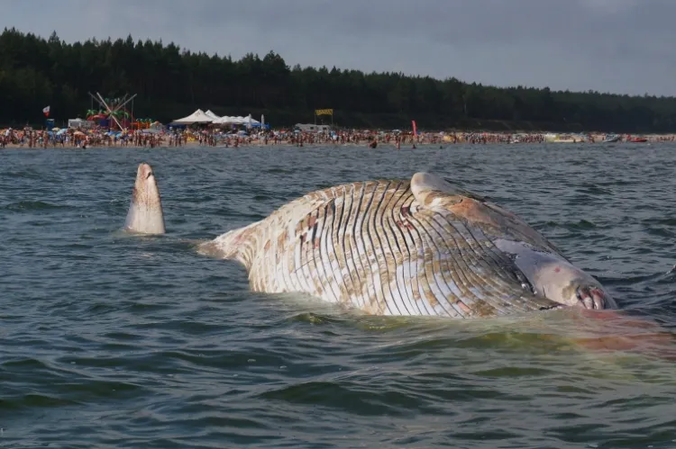 Ciało wieloryba znajduje się około stu metrów od brzegu.