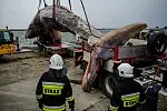Akcja wyciągania martwego wieloryba w Helu trwała od rana i zakończyła się dopiero po godz. 15. Teraz zwierzę zostanie poddane sekcji, która pozwoli ustalić, na co i kiedy zdechł waleń.