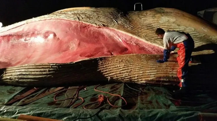 Badanie ciała wieloryba zaczęło się we wtorek wieczorem.