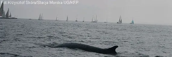 Nie wieloryb karłowaty, a finwal pojawił się w niedziele w wodach Zatoki Gdańskiej