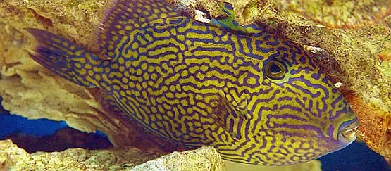 Oprócz fauny Bałtyku w akwarium możemy podziwiać również kolorowe ryby wód tropikalnych.