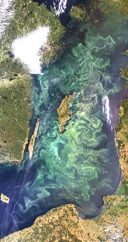 Na zdjęciu satelitarnym widać, że sinice najintensywniej kwitną na środkowym Bałtyku.