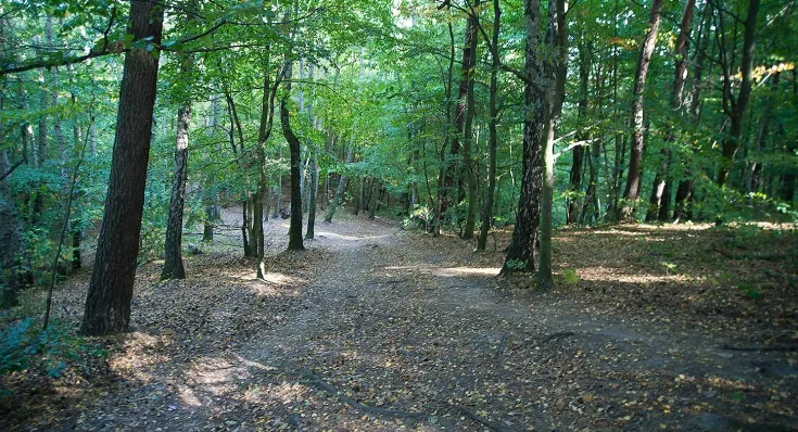 Trasa będzie prowadziła przez Trójmiejski Park Krajobrazowy.