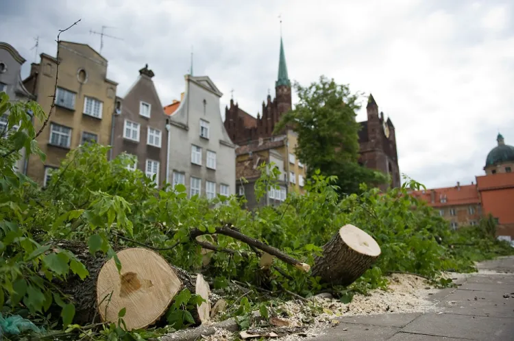 Wycinanie drzew zawsze budzi duże emocje wśród mieszkańców Trójmiasta. Kiedy w czerwcu 2014 roku trwała wycinka na św. Ducha w Wydziale Środowiska Urzędu Miejskiego w Gdańsku i redakcjach lokalnych mediów rozdzwoniły się telefony. 