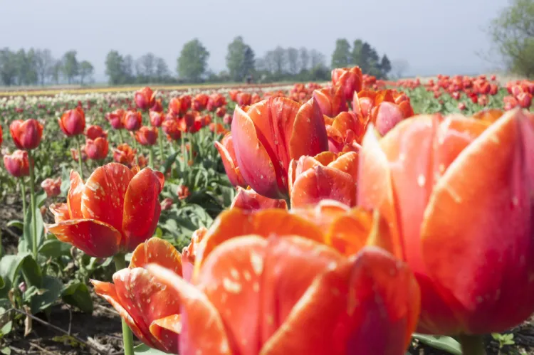Urzędnicy przygotowali trzy tysiące zestawów zawierających po pięć cebulek każdy. Do rozdania są cebulki aż 20 odmian tulipanów.