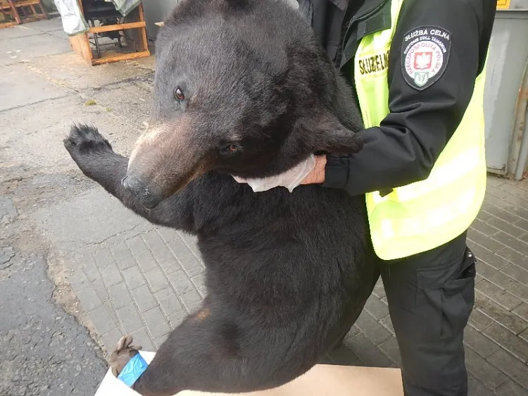 Odnaleziony w przesyłce amerykański niedźwiedź będący pod ochroną.