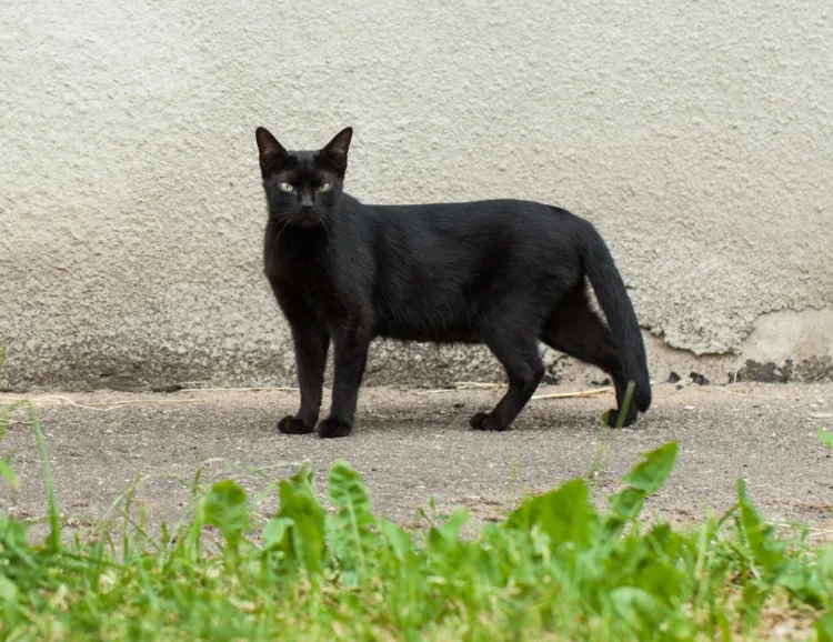 Czarny kot - dla wielu symbol pecha, choć kociarzom kojarzy się z czymś zupełnie innym.