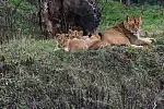 Na zdjęciu lwica Berghi oraz Bolek, Lolek i Tola. Trzy kolejne kociaki urodziła Tschibinda.