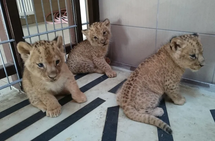 Małe lwiątka mają już imiona: Bastet, Freja i Aion.