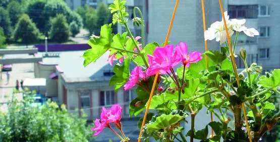 Owocowy sad albo ogród w stylu angielskim na balkonie? To możliwe, choć tylko w miniaturze.