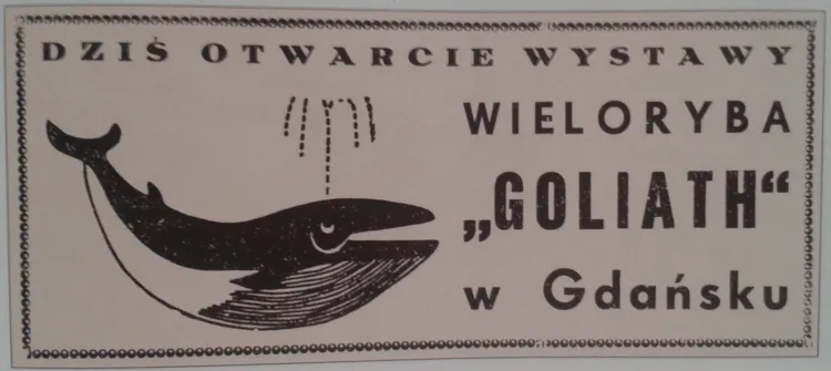 O wystawie wieloryba Goliath szeroko informowała lokalna prasa. Dzięki temu, ekspozycję zwiedziły w Trójmieście dziesiątki tysięcy ludzi. Na zdjęciu reklama zamieszczona w "Dzienniku Bałtyckim".