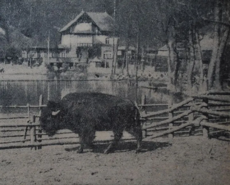 Maskotka zwierzyńca, bizon "Jack" ("Danziger Neueste Nachrichten", 15.04.1929)