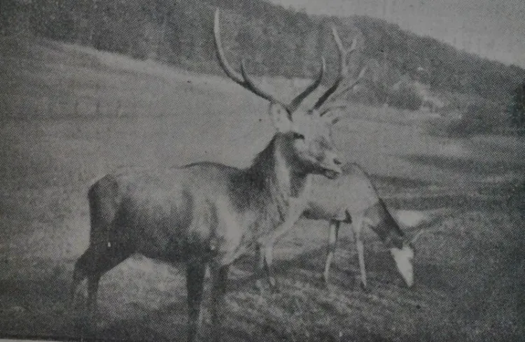 Para jeleni w zwierzyńcu ("Danziger Neueste Nachrichten", 16.10.1933 r.)