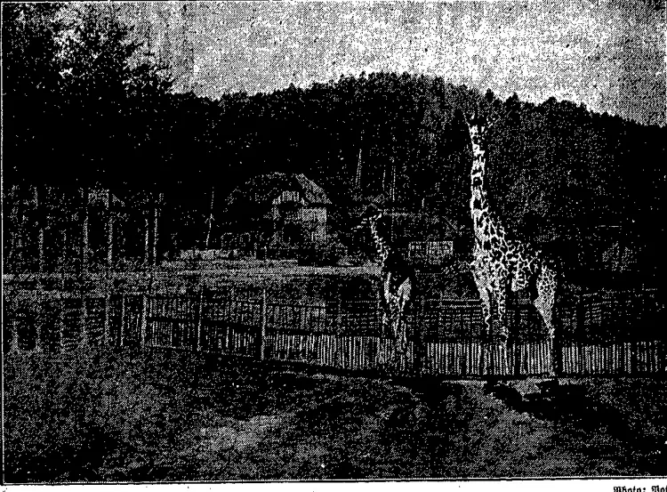 Para żyraf w oliwskim zwierzyńcu, sprowadzona z Hamburga ("Danziger Volksstimme", 30.03.1929 r.)