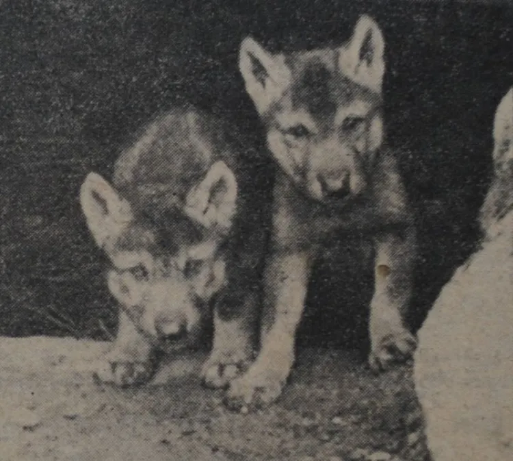Para młodych wilczków, które przyszły na świat w zwierzyńcu w 1931 r. ("Danziger Neueste Nachrichten", 17.06.1931 r.)