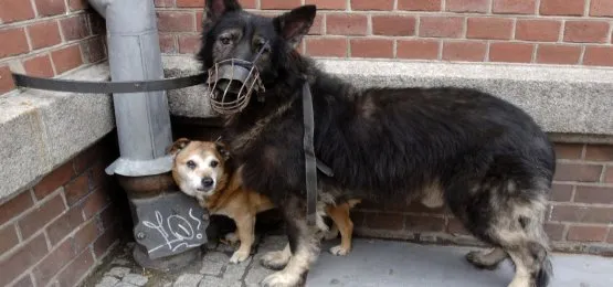 Pechowiec i szczęściarz - gdańscy radni ustalili, że niektóre psy muszą chodzić w kagańcach, a inne nie muszą się nimi przejmować.