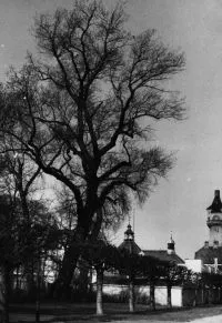Tak jedno z najstarszych drzew w Parku Południowym wyglądało kilkadziesiąt lat temu.
