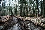 Trwa wycinka lasu w Trójmiejskim Parku Krajobrazowym przy ul. Sopockiej.