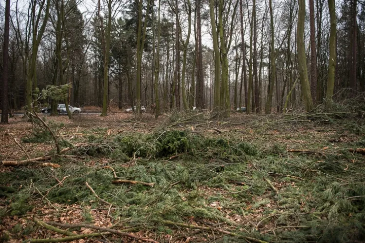 Trwa wycinka lasu w Trójmiejskim Parku Krajobrazowym przy ul. Sopockiej.