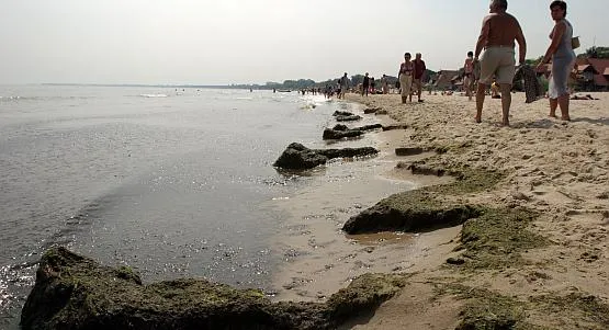 Z Trójmiejskich plaż sinice znikną na stałe nie wcześniej niż za dwa lata.