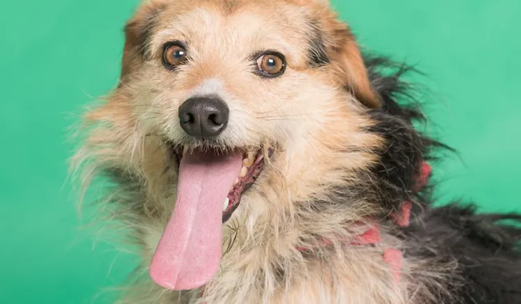 Kokos - jeden z psów czekających na adopcję w gdańskim schronisku.
