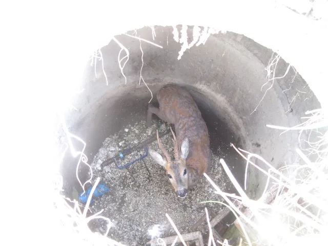 Koziołek uwięziony w studzience kanalizacyjnej na Dąbrowie wymagał pomocy.