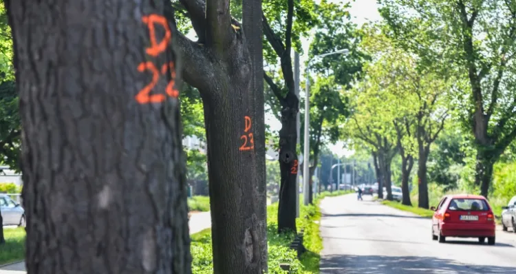 Kierowcy jeżdżą ul. płk Dąbka za szybko, więc urzędnicy zdecydowali o wycięciu pobliskich drzew.