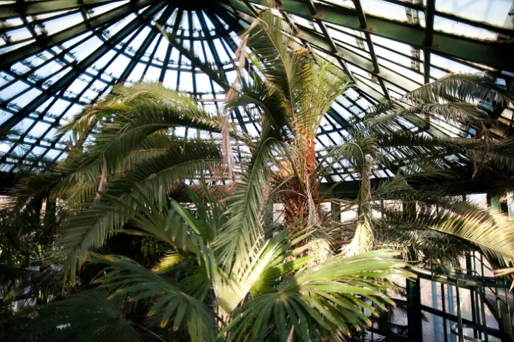 Palma w Parku Oliwskim ma ponad 17 m i ciągle rośnie. 