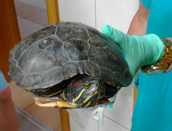 Znaleziony gad to żółw czerwonolicy, który pochodzi ze środkowo-wschodniej części Stanów Zjednoczonych.