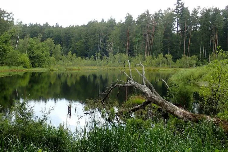 II Rodzinny Piknik Rowerowy zorganizowany przez Grupę Rowerową 3miasto za nami