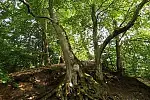 Zaborski Park Krajobrazowy ze smakiem to propozycja trasy dla tych, którzy lubią nie tylko rower, ale i dobrą kuchnię.