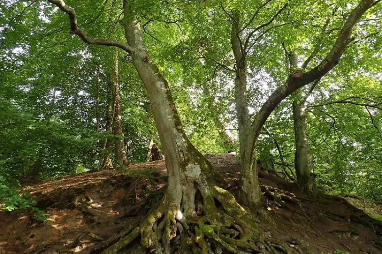 Zaborski Park Krajobrazowy ze smakiem to propozycja trasy dla tych, którzy lubią nie tylko rower, ale i dobrą kuchnię.