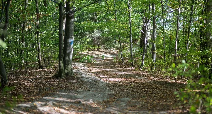 Trasa prowadzi przez tereny Trójmiejskiego Parku Krajobrazowego.