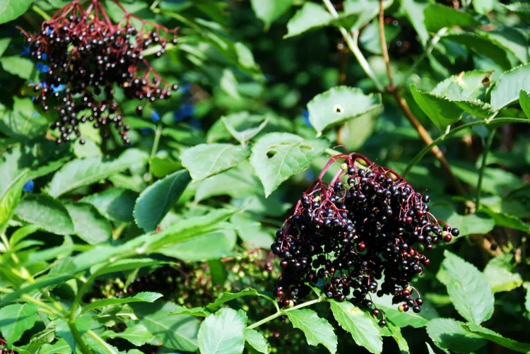 Czarny bez rośnie powszechnie na skrajach łąk i lasów. Jest łatwo dostępny, a jego owoce zawierają mnóstwo witamin i składników mineralnych, które mogą przynosić niebywałe korzyści zdrowotne.