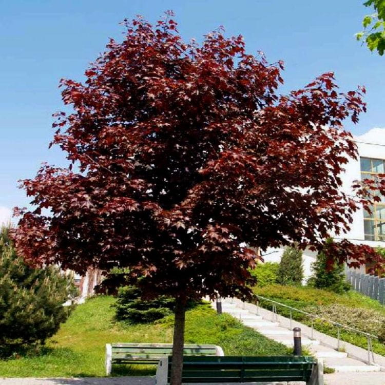 Jednym z przykładów szybko rosnących drzew liściastych jest klon pospolity. Odmiana royal red nie tylko charakteryzuje się dość szybkim tempem wzrostu, ale także pięknym wybarwieniem liści, które będą ozdobą ogrodu.
