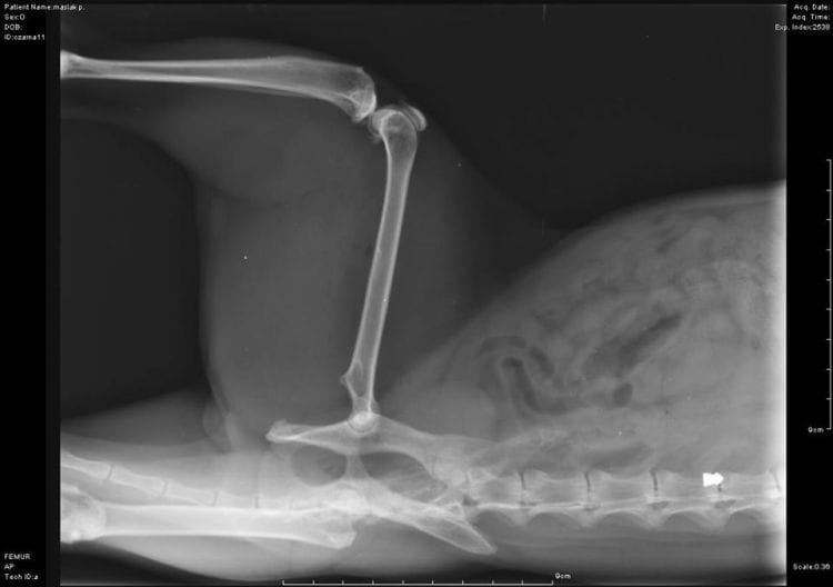 Rentgenowskie zdjęcia postrzelonego kota. Warto zwrócić uwagę na pocisk, który utkwił tuż obok kręgosłupa.