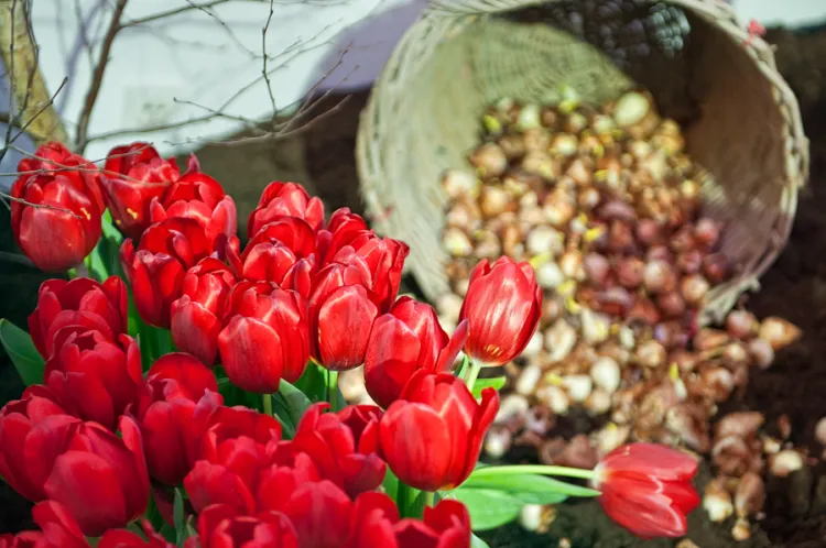 Posadzone jesienią cebulki tulipanów rozkwitną na wiosnę. 