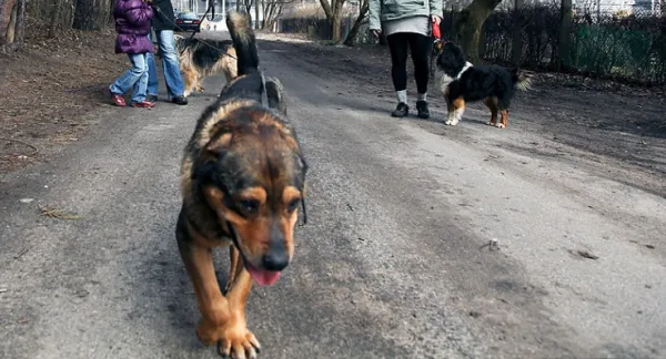 Pozostawione zwierzęta można wspierać nie tylko poprzez zgłoszenie czy adopcje. W Gdyni bezdomne zwierzęta można wyprowadzać na spacery.